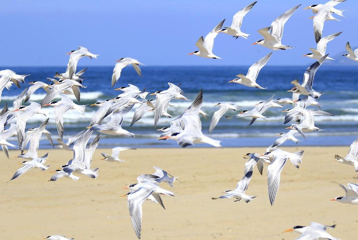 A flock of least terns take flight in Oceano Dunes State Vehucular Recreation Area.