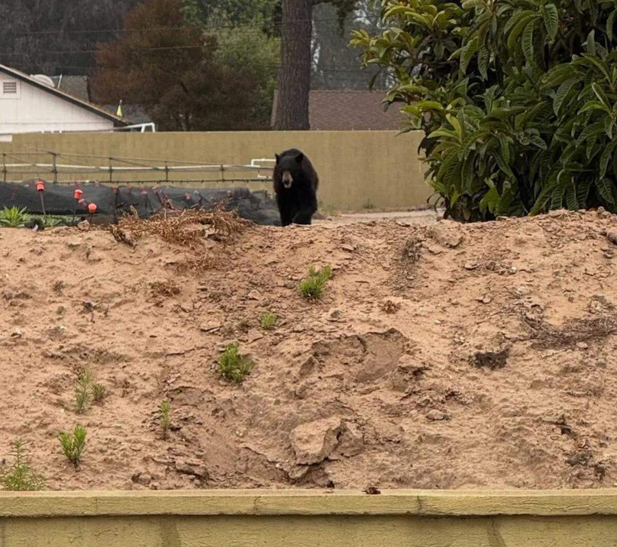 A bear was seen wandering around Orcutt on Tuesday morning, June 3, 2025. Wardens from the California Department of Fish and Wildlife arrived to tranquilize the bear and relocate it.