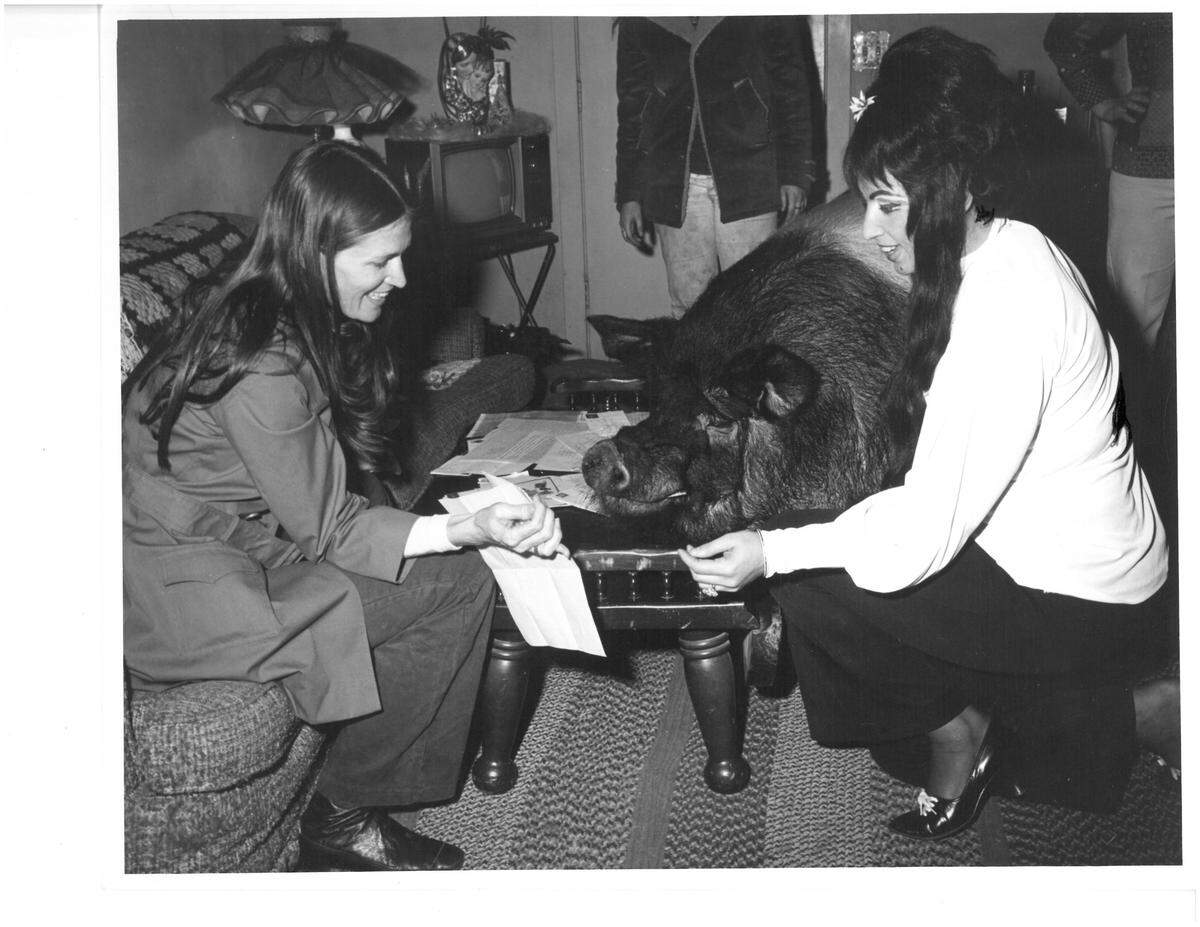 Arnold, the 800-pound Hampshire boar, in his living room in Firebaugh with owner Mickey Boccabello, right.