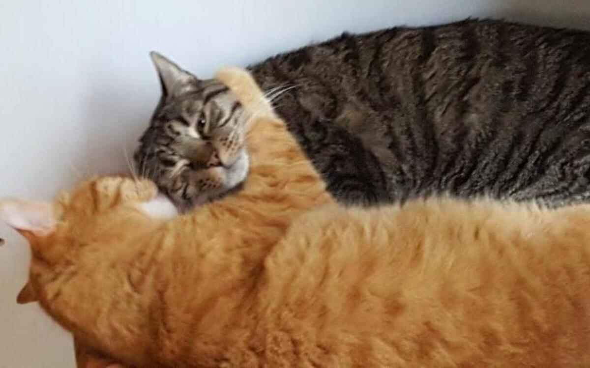 Lisa and Mickey Bruce’s cats, Marnie and Cinnamon, have been missing since the Hill Fire in late June. Cinnamon is an orange tabby cat, and Marnie is gray and black with a clipped right ear.
