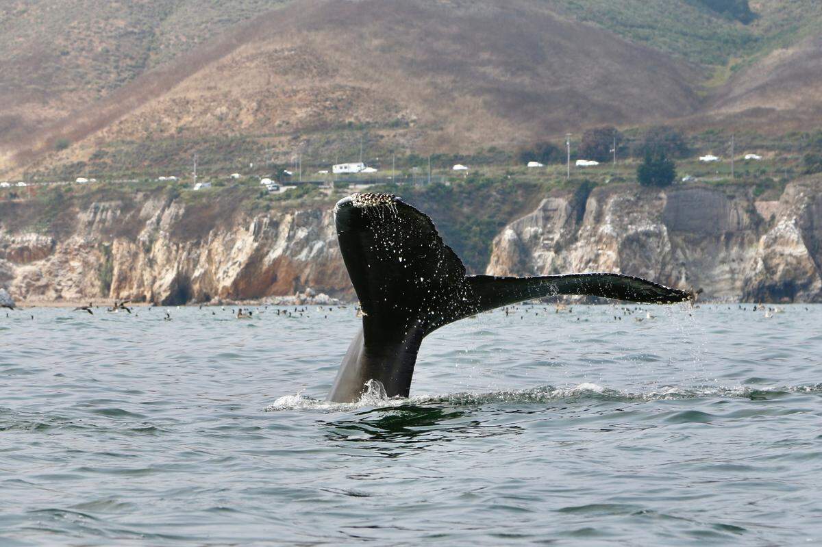 A humpback whale surfaces off Pismo Beach on Friday, July 12, 2024.