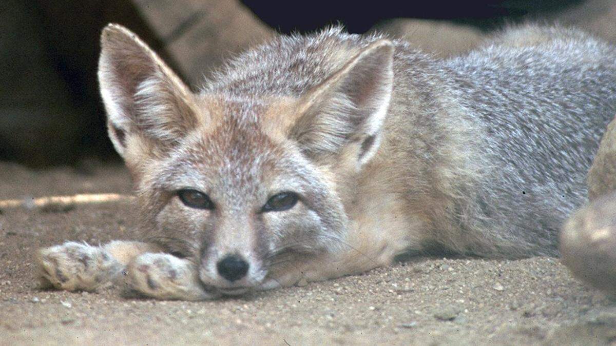 The  San Joaquin kit fox was listed as endangered in 1967, according to the U.S. Fish and Wildlife Service.