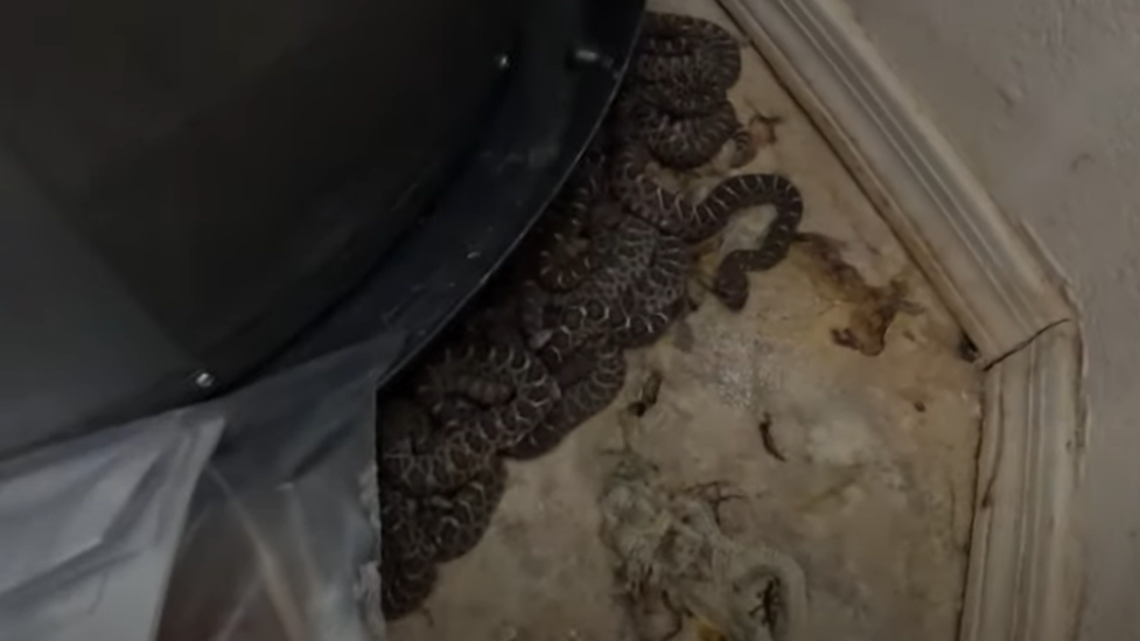 Arizona homeowner calls for help after seeing three rattlesnakes in garage, and search reveals 20 are hidden around hot water heater.  
