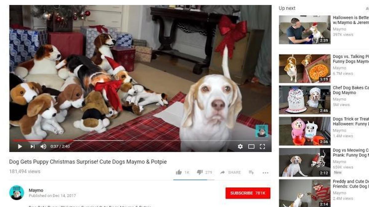A YouTube video showing Maymo the lemon beagle getting a puppy playmate for Christmas had more then 180,000 views on Friday, Dec. 15, 2017.