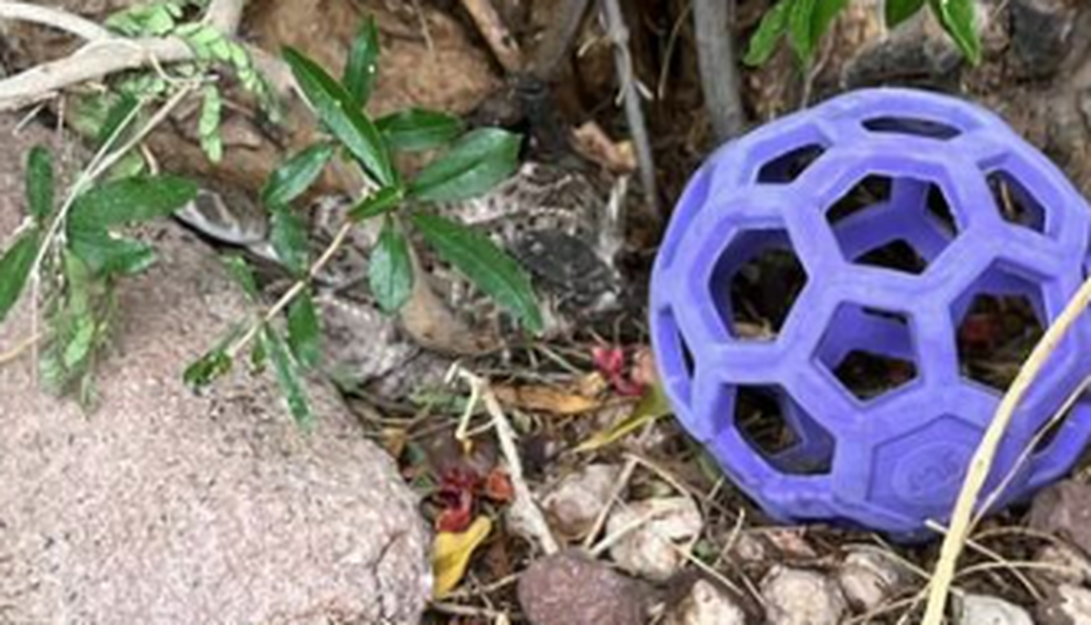This is a close up of the snake’s location in the photo.