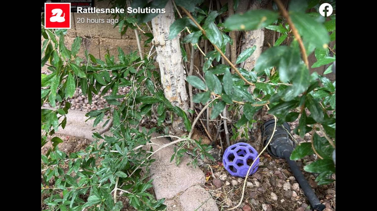 A western diamondback rattlesnake is hiding in this photo taken in an Arizona yard. Can you find it?