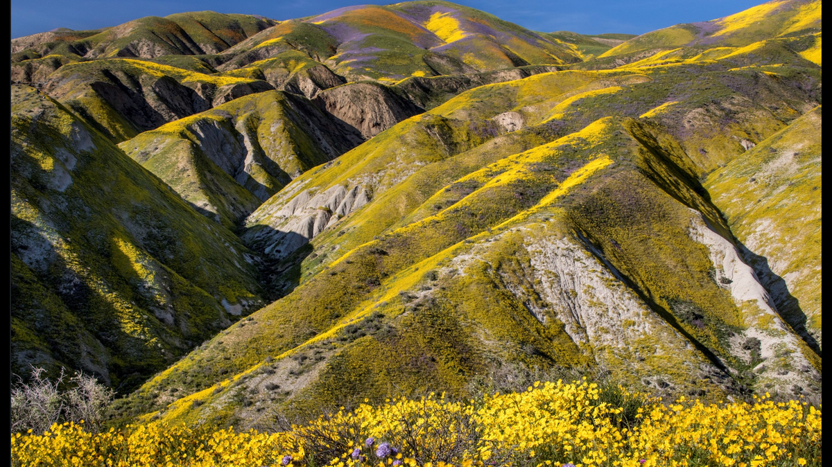 The mammals were spotted at Carrizo Plain National Monument in San Luis Obispo County, according to the Bureau of Land Management.