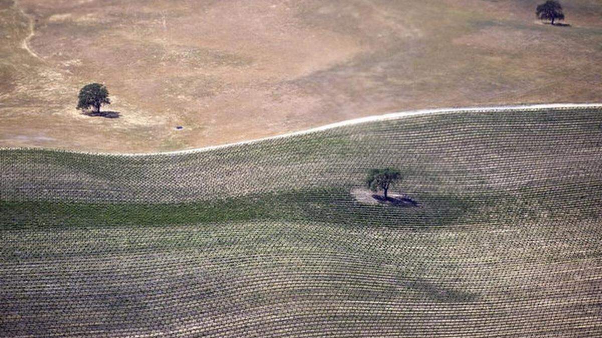 A vineyard east of Paso Robles near Highway 46 begins to leaf out as unirrigated hillsides dry out in April 2015.
