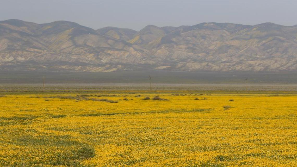 Wildflowers bloom in California Valley.