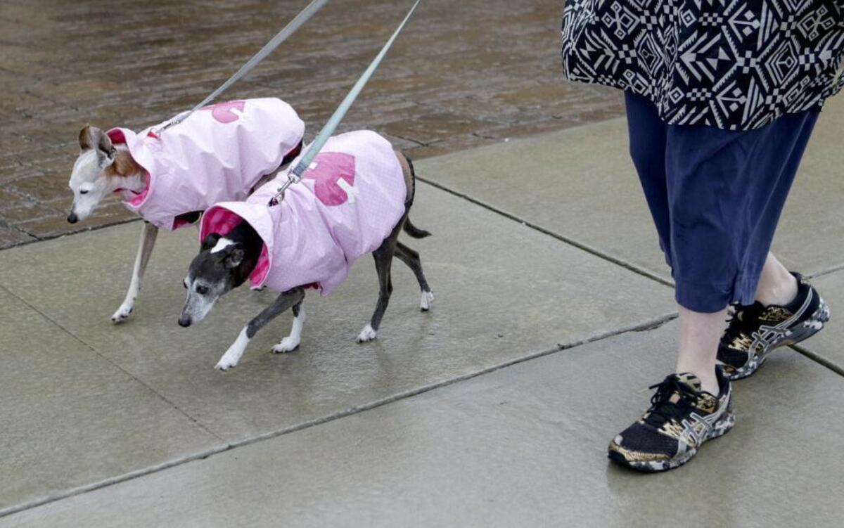 Amelie and Andre walk in the rain at Morro Bay with owner Gail Weiss on Thursday, Dec. 15, 2016. The Italian greyhounds don't like rain, according to Weiss.
