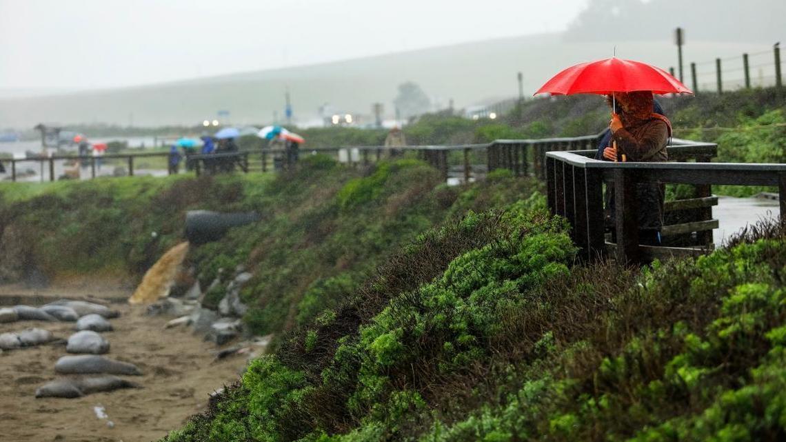 Under the protection of an umbrella, a woman watches the elephant seals at Piedras Blancas on Jan. 4, 2017.