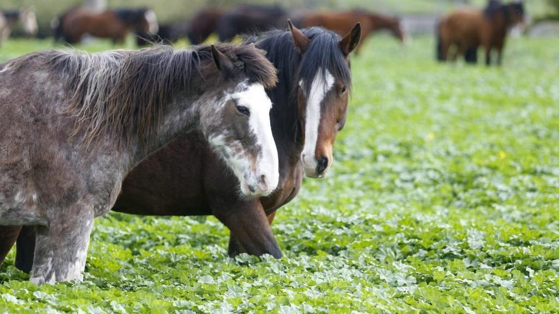 Horses stand in deep greenery at Cal Poly as the first day of spring arrives on Tuesday.