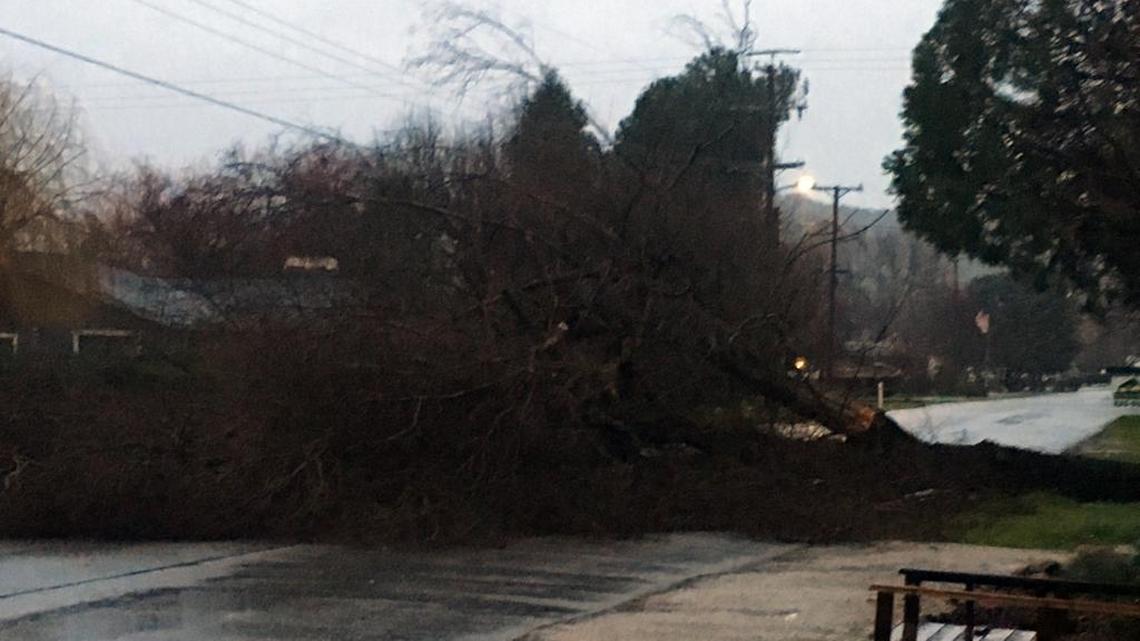 A tree blocks F Street in Santa Margarita on Friday morning.