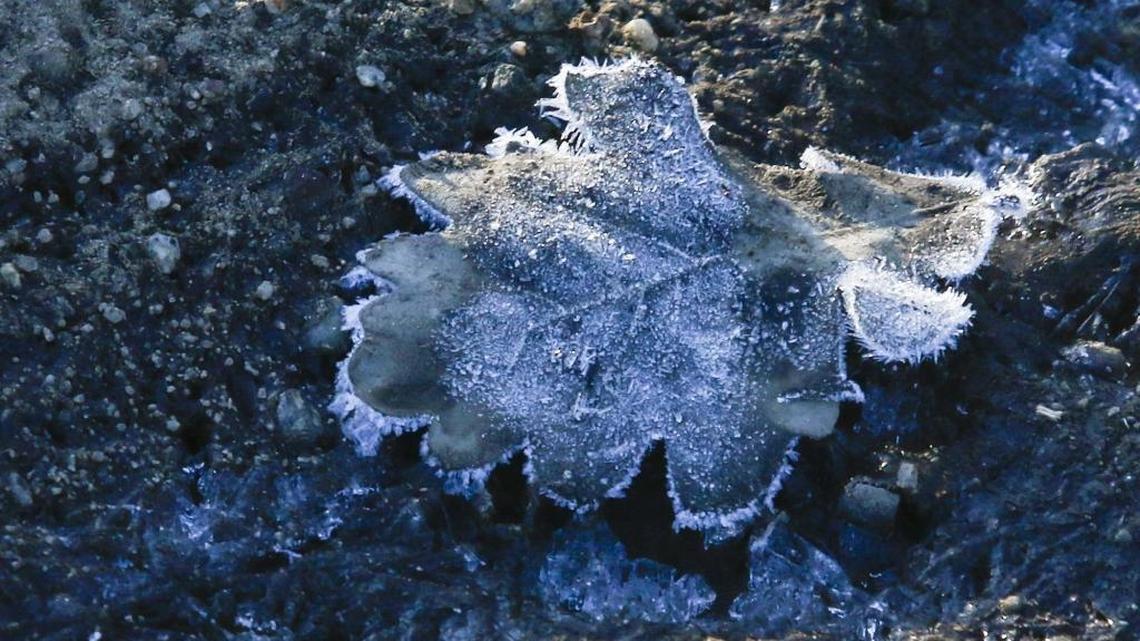 Oak leaf with frost, icy frosty conditions during a hard freeze.