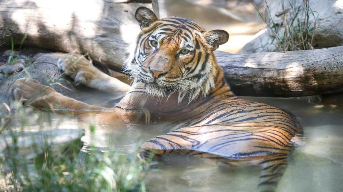 Menderu, the Charles Paddock Zoo’s Malayan tiger, beats the heat by soaking in his water pool.