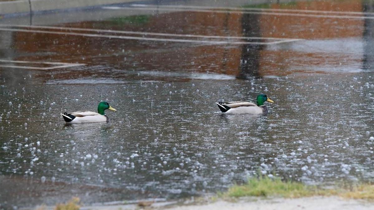 A couple of ducks paddle in a puddle of floodwater during a November storm in Avila Beach.