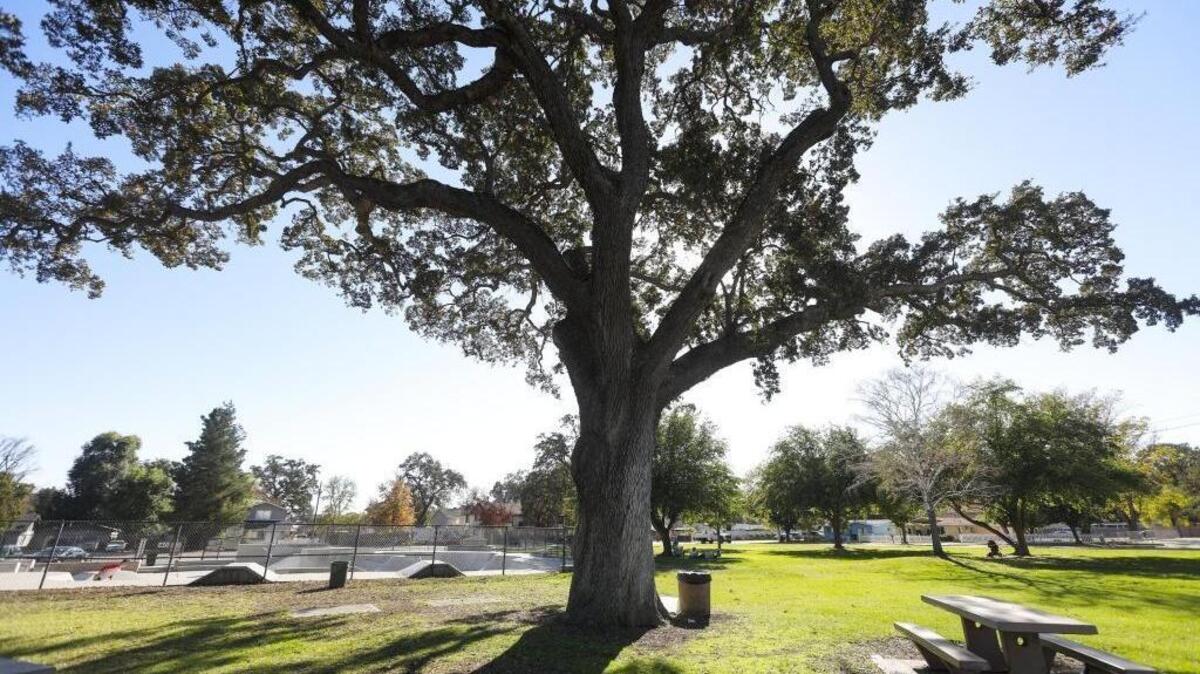 Pioneer Park in Paso Robles.