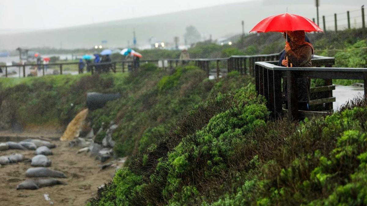 A woman watches the elephant seals at Piedras Blancas under the protection of a umbrella. Coastal areas in San Luis Obispo County received considerably more precipitation this year than inland.