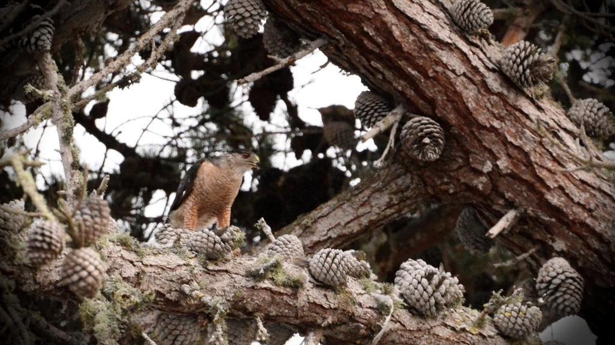 A peregrine falcon eating a mourning dove in Los Osos.