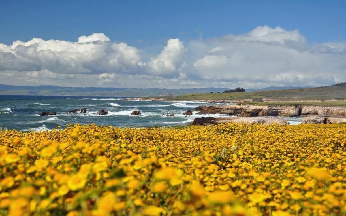 Wildflower blooms seen from the Point Buchon Trail.