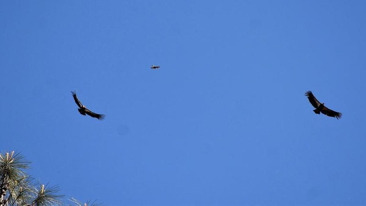 California condor 606 is harassed by a peregrine falcon at Pinnacles National Park.