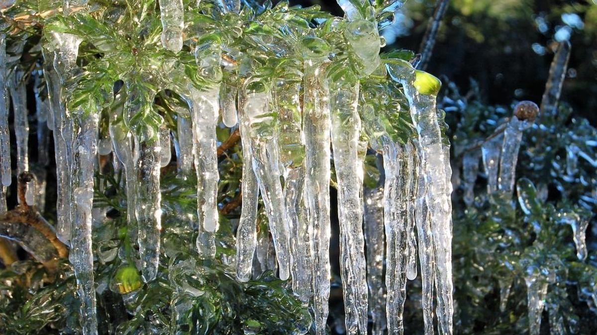 Ice forms on tree limbs in Los Osos on Jan. 14, 2007.