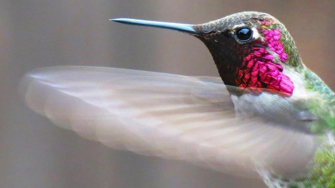 Hummingbirds returning to WA with spring. Here’s how to safely feed world’s smallest bird