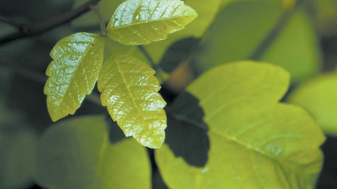 A healthy stand of poison oak along the trail in the Los Osos Oaks State Reserve along Los Osos Valley Road. New leaves are shiny with oil that includes urushiol, the itch causing ingredient.