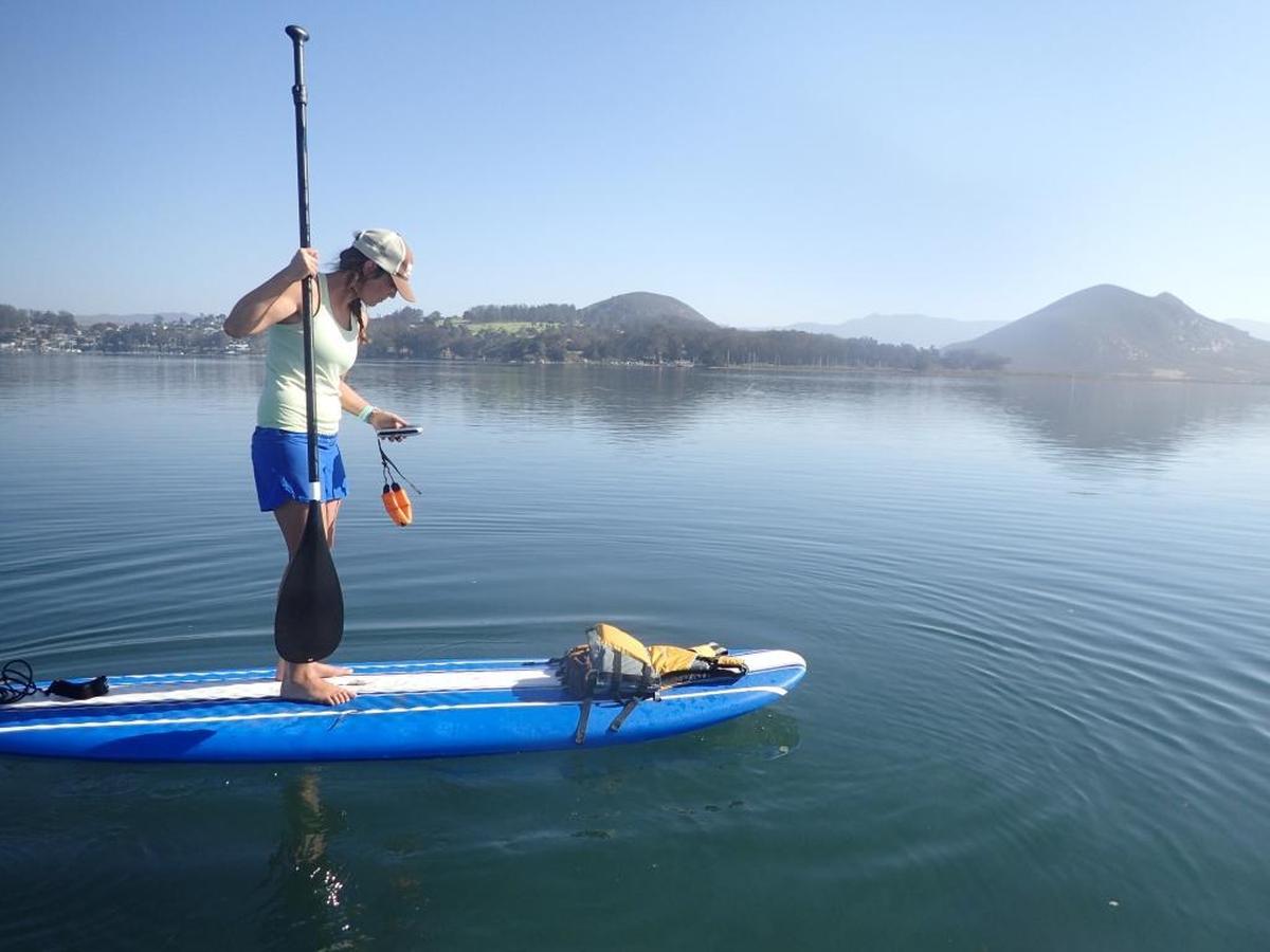 A Morro Bay National Estuary Program staff member uses a GPS unit to find transplanted eelgrass in 2016. Staff members monitor areas where eelgrass was re-planted to determine survival rates.