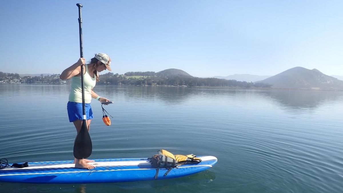 A Morro Bay National Estuary Program staff member uses a GPS unit to find transplanted eelgrass. Staff members monitor areas where eelgrass was re-planted to determine survival rates.