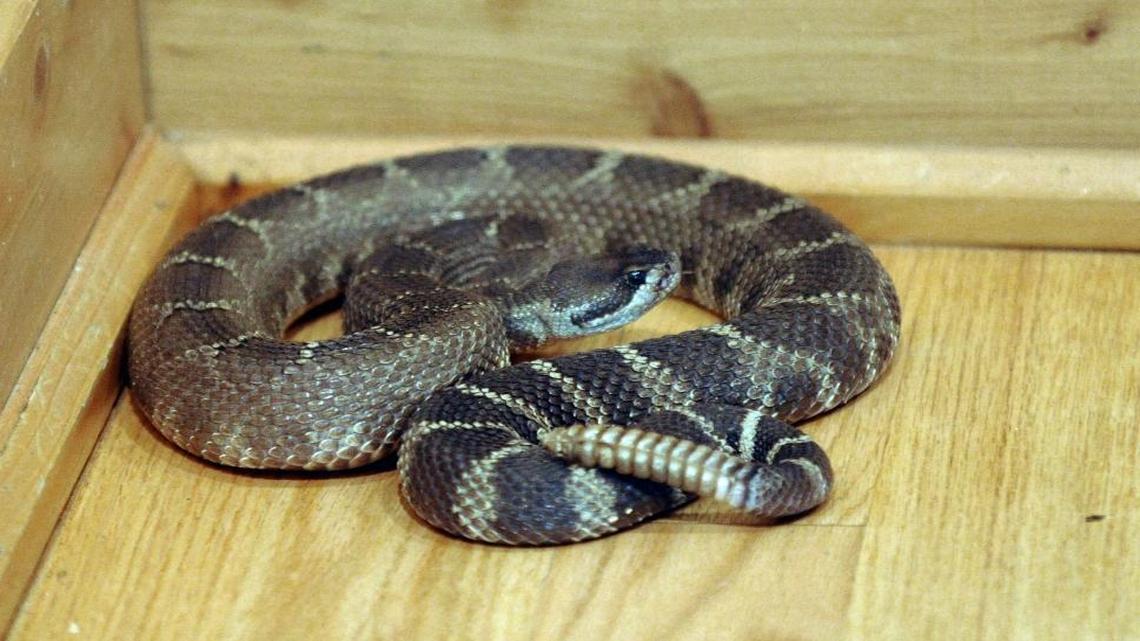 The northern Pacific rattlesnake is the most common variety found in San Luis Obispo County.