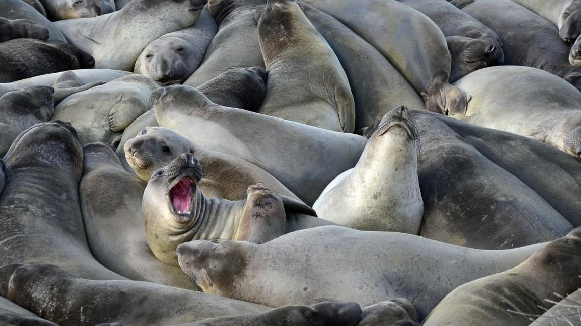 Elephant seals on the beach near San Simeon about two weeks ago.