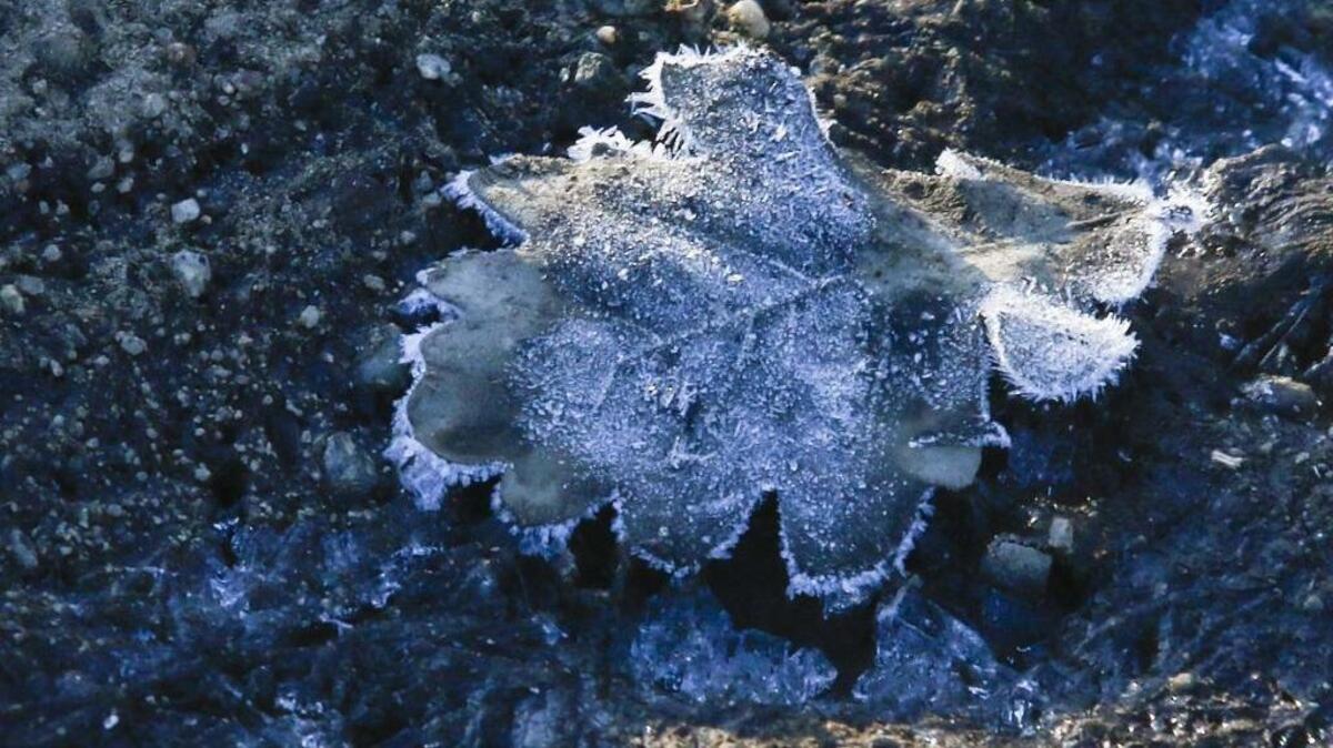 A frozen oak leaf seen in Santa Margarita as frosty conditions materialized throughout San Luis Obispo County Monday night into Tuesday morning.