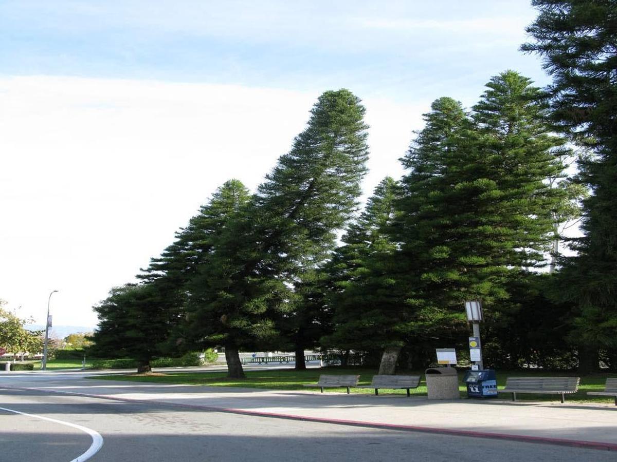 Cal Poly botnay professor Matt Ritter discovered that all Cook pines lean toward the equator. This stand of Cook pines is on the campus of UC Irvine.