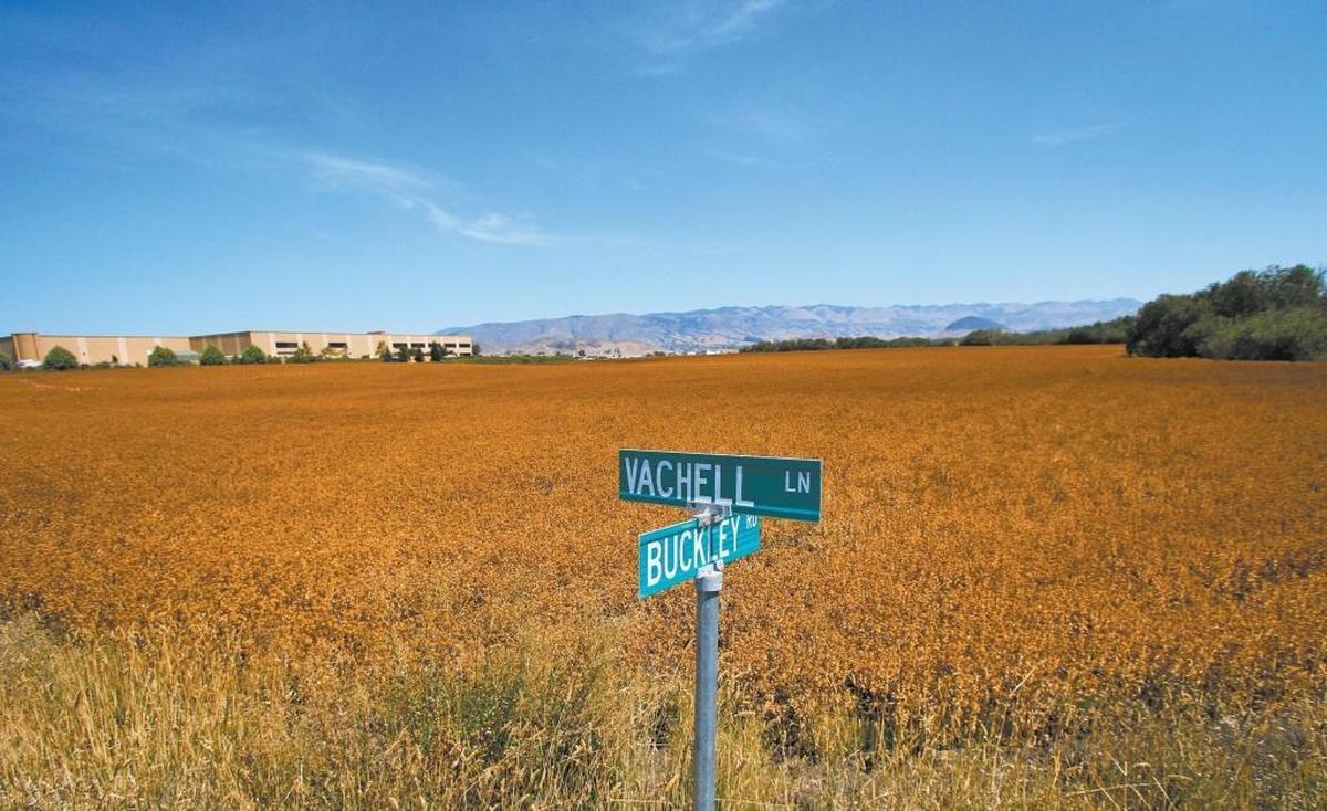 The area being proposed for the Avila Ranch project as seen from the corner of Vachell Lane and Buckley Road.