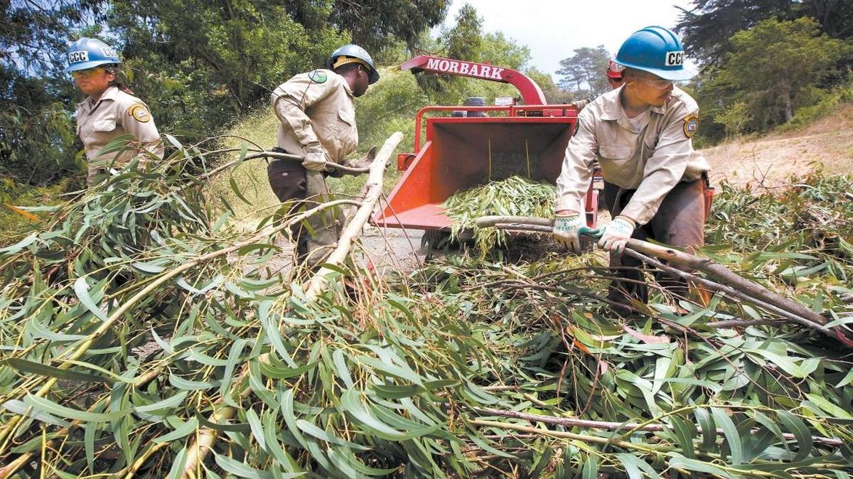 California Conservation Corps members load up a chipper with freshly cut eucalyptus branches as they go through chainsaw training and chipping in 2009.