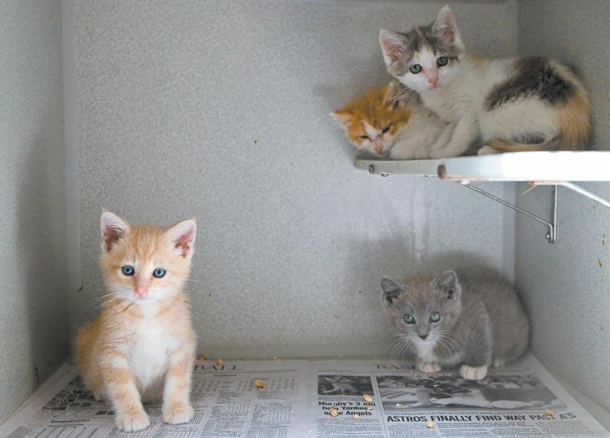 Kittens huddle together in a cage at the SLO County animal shelter.