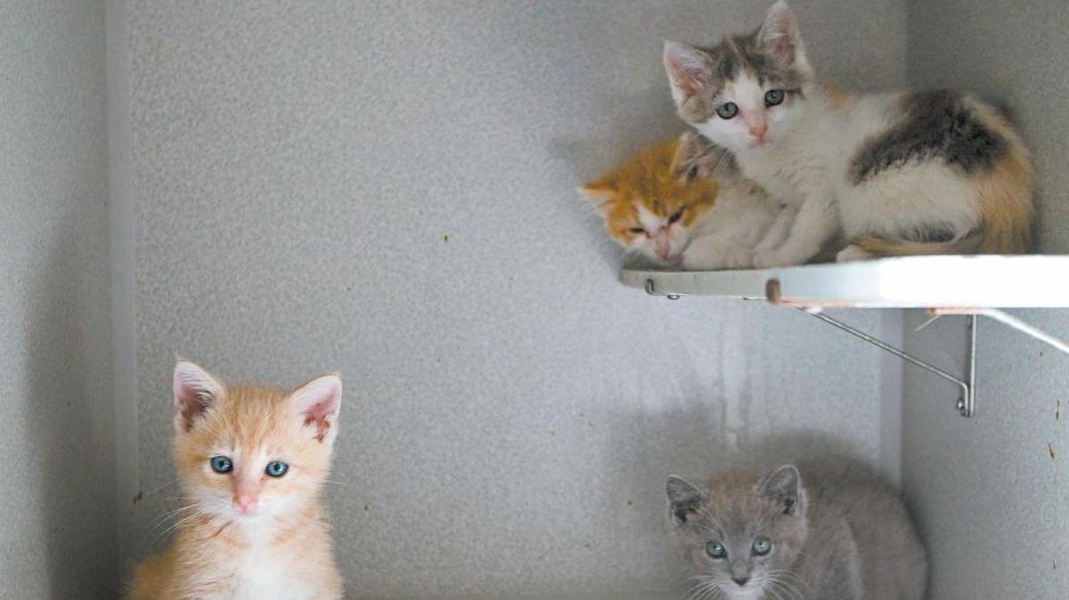 Kittens huddle together in a cage at the SLO County animal shelter. 