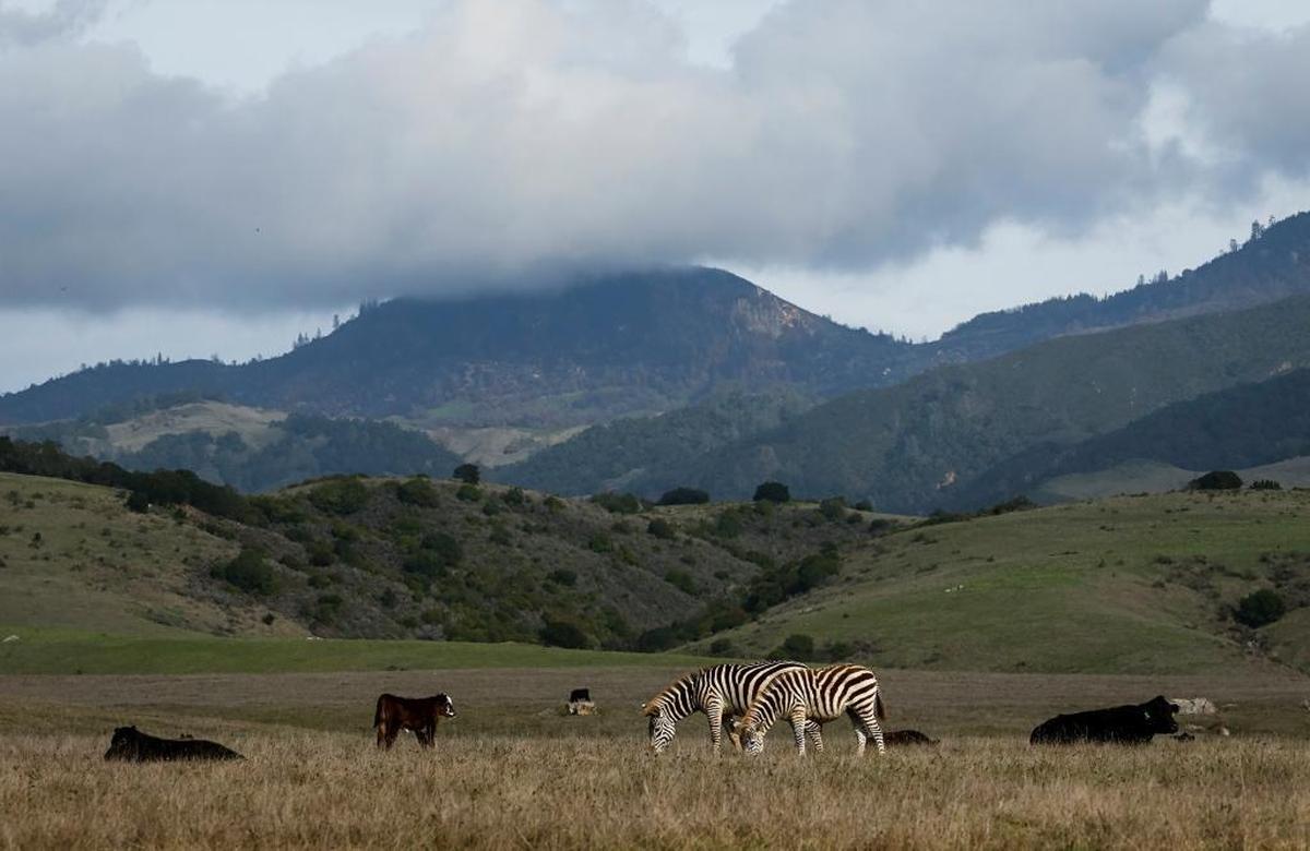 Zebras and cattle graze at Hearst Ranch in December.
