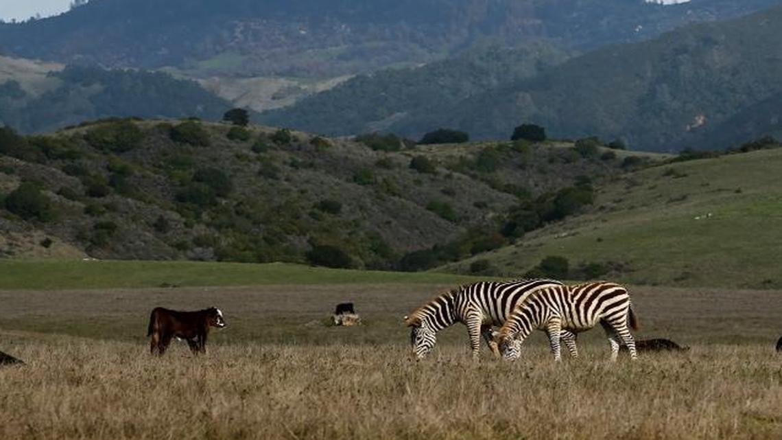 What’s up with the zebras off Highway 1 near Hearst Castle?