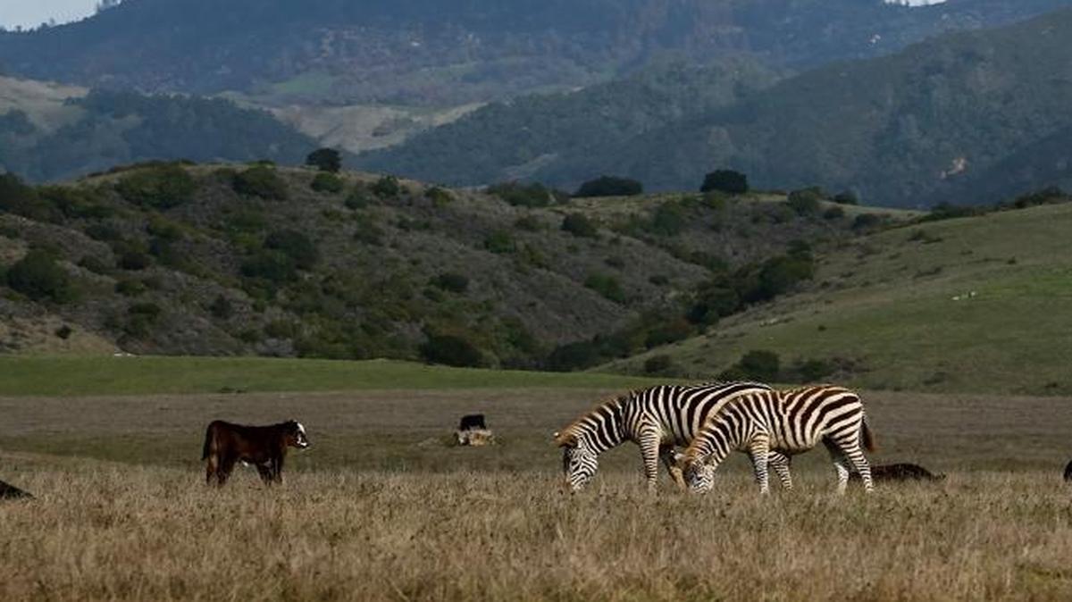 Zebras and cattle graze at Hearst Ranch in December. Cal Fire will conduct a prescribed burn on the ranch on Friday.