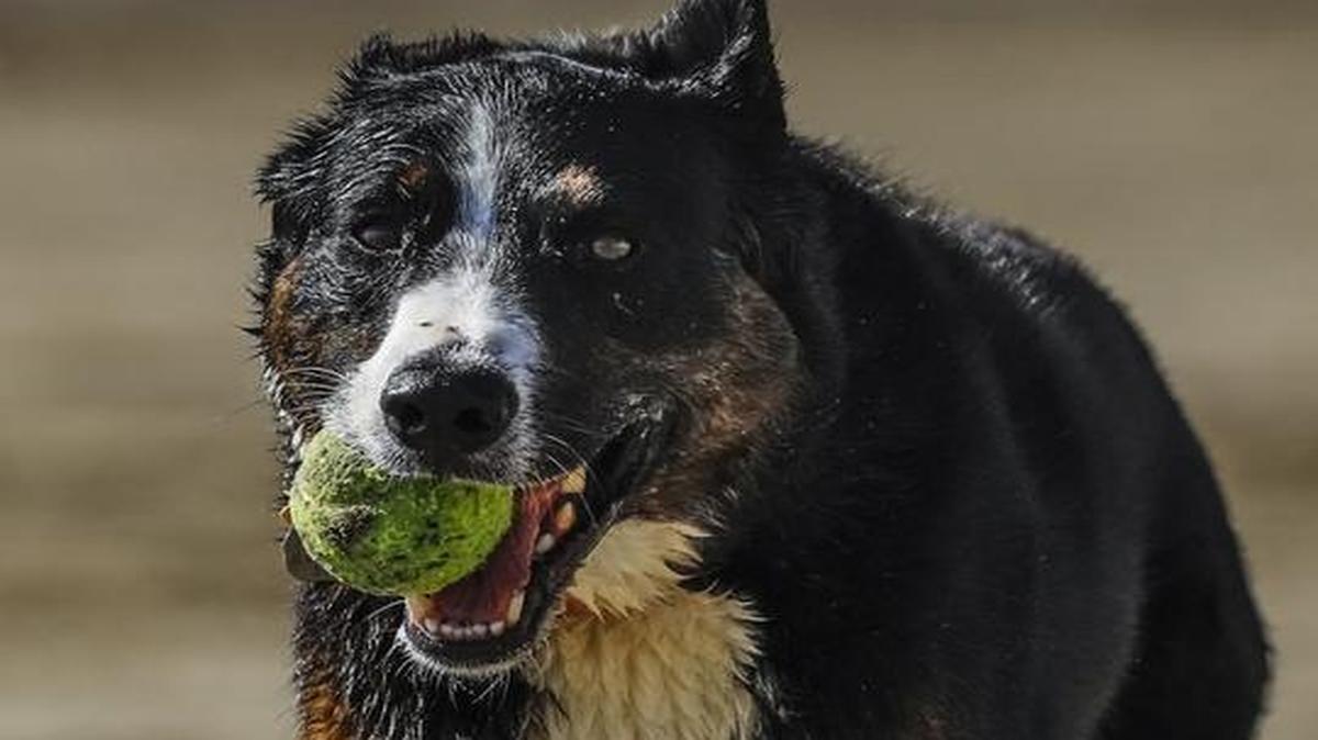 Maggie Mae fetches a ball for her owners at Olde Port Beach in Port San Luis on Jan. 13, 2017.
