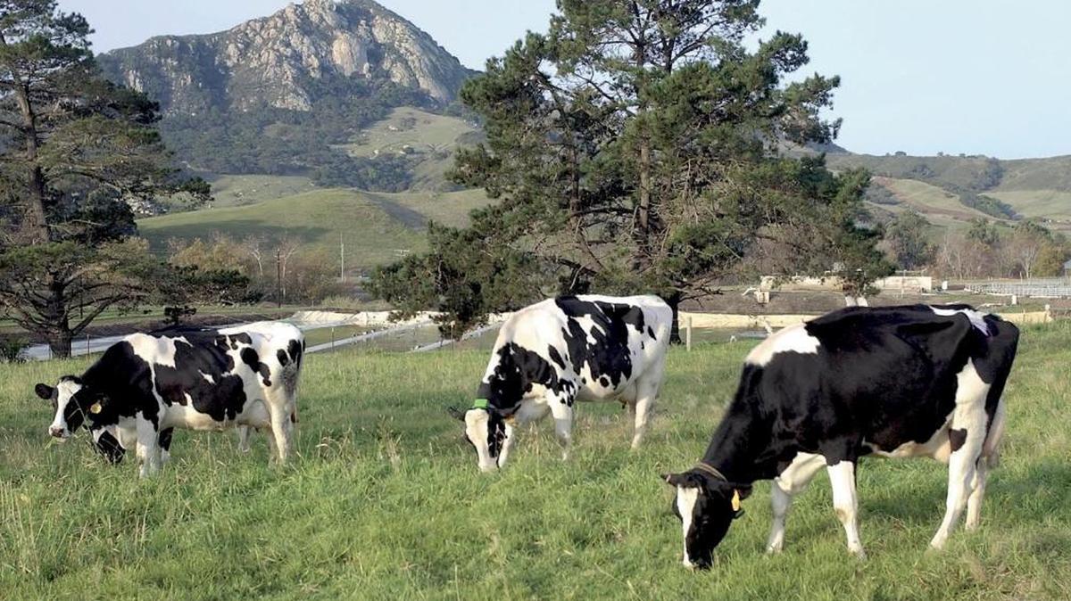 California is attempting to curb methane emissions from dairy cattle. Here, part of Cal Poly’s diary herd is seen in a file photo.
