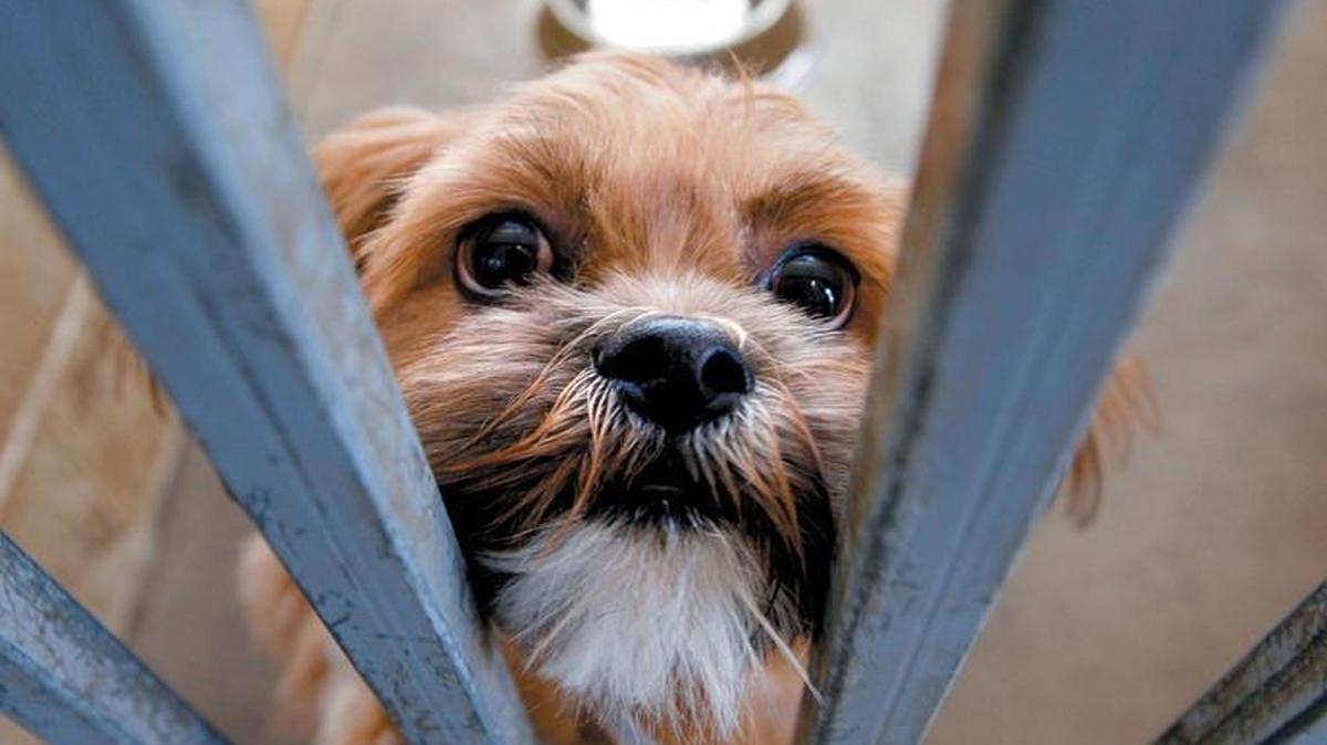 A shih tzu mix in his kennel at the County animal shelter.
