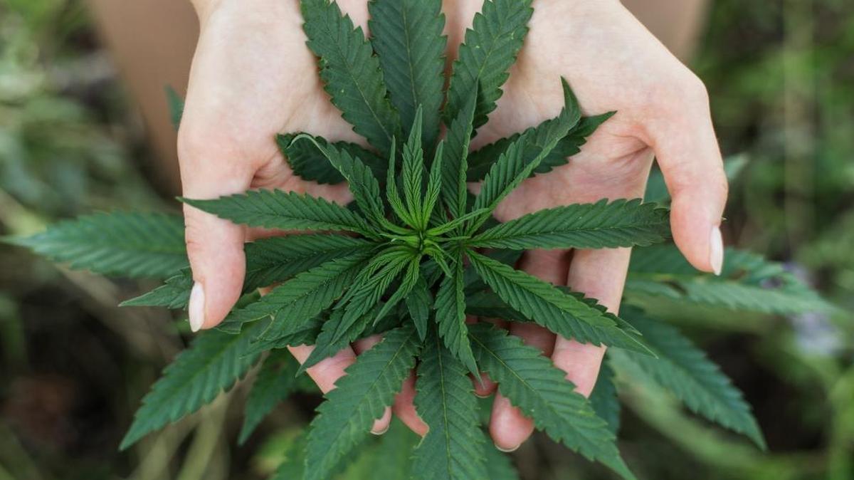Leaves of medical marijuana.