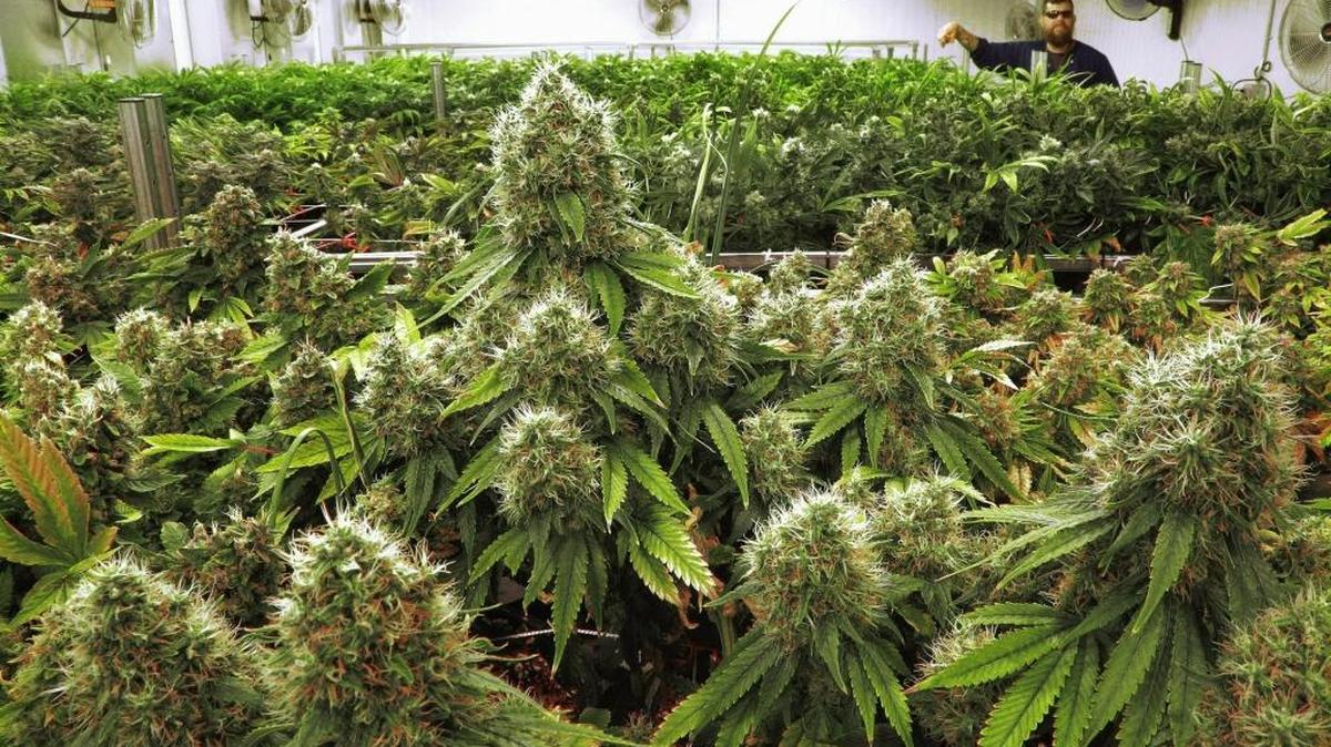 Marijuana plants are nearly ready for harvest at the Ataraxia medical marijuana cultivation center in Albion, Ill., in September.