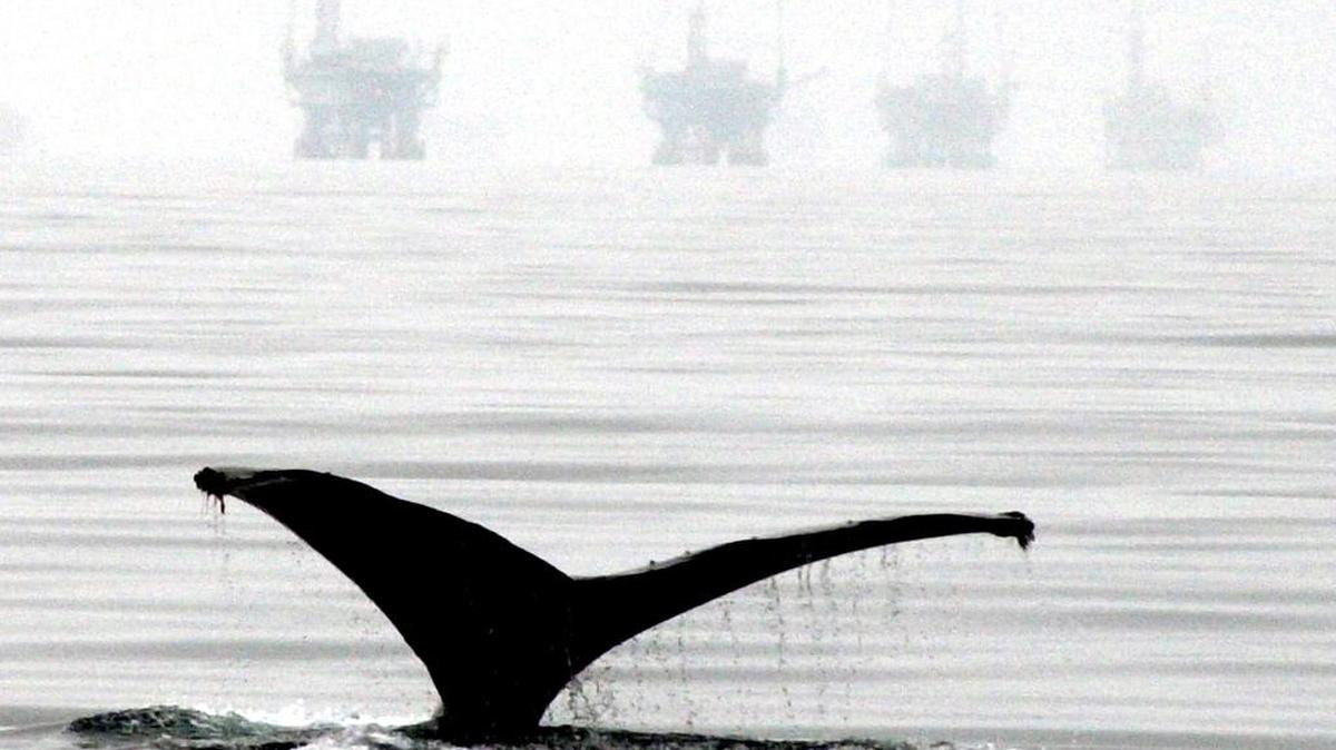 A humpback whale lifts its fluke out of the water as it dives near offshore oil drilling platforms off the coast of Santa Barbara. California wants President Barack Obama to extend West Coast bans into federal water and make them permanent.