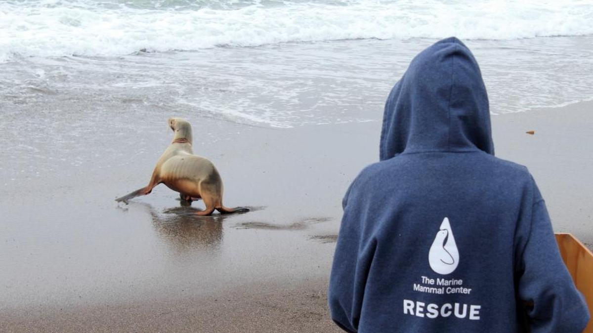A volunteer watches as a sea lion takes its final steps toward the Pacific Ocean in November 2014.