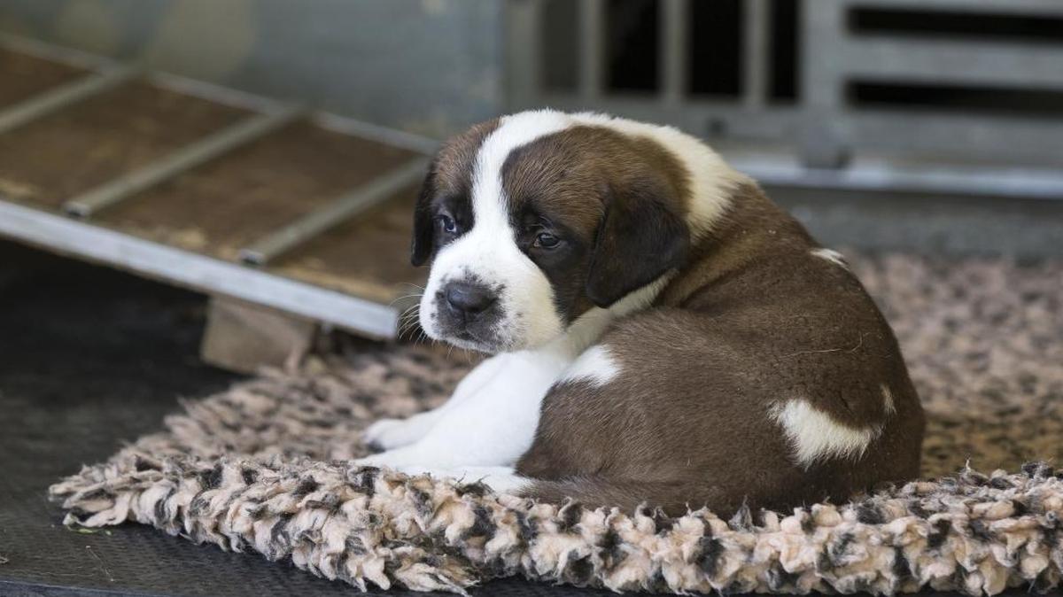 In this photo taken Monday, Sept. 11, 2017, one of the four one-month-old puppies rests at the Barry foundation in Martigny, Switzerland. Monday, August 14, 2017, four St. Bernard puppies were born in Martigny.