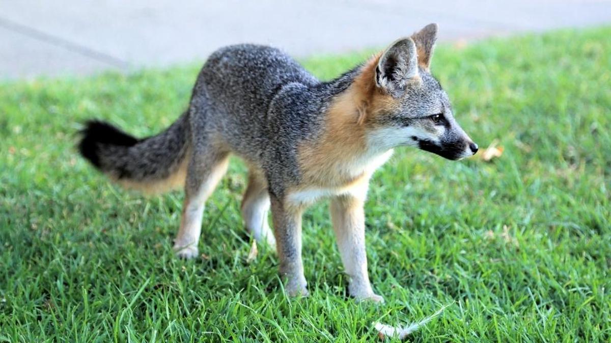 The little gray fox that made its home in the Arroyo Grande Village.